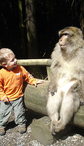 Berberaffe auf dem Affenberg, links ein Kind
