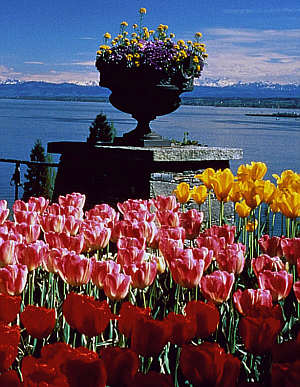 Blumenpracht auf der Iinsel Mainau