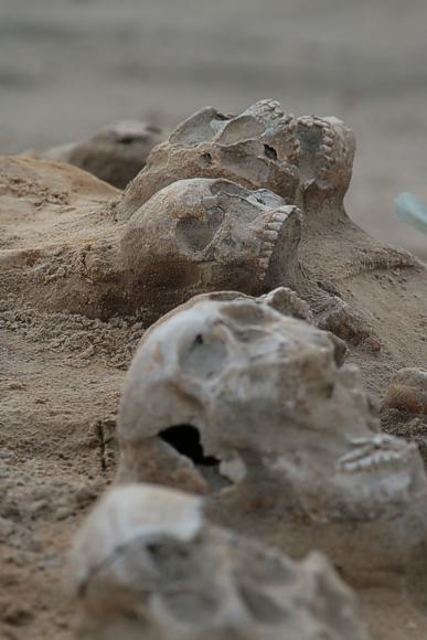Ausgrabun g der Schädel aus dem Wittstocker Massengrab.  © BLDAM, Foto A. Grothe.