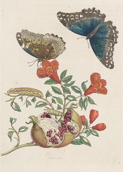 Metamorhosis insectorum Surinamensium