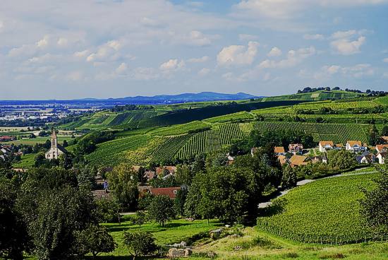 Blick ber Auggen und die umliegenden Rebberge