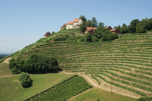 Kulturerbestätte der Ortenau: Schloss Staufenberg bei Durbach, inmitten der Reben gelegen