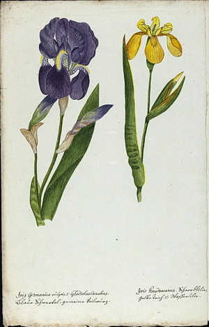Flora Kuppenheimensis
