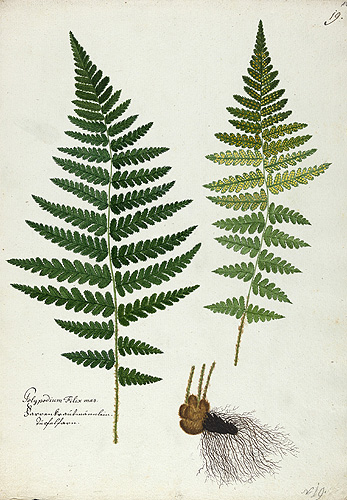 Flora Kuppenheimensis,