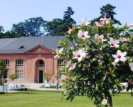 Orangeriegebäude mit blühendem Hibiskus