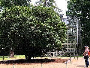 Schlossgarten Pillnitz, der Kamelienbaum mit dem neuen Winterhaus im Hintergrund