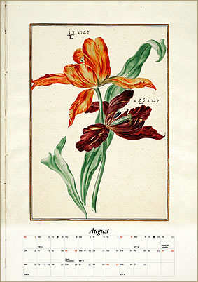 Seite aus dem Karlsruher Tulpenbuch