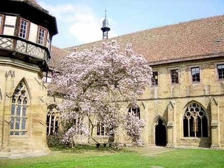 Die Magnolie im Kreuzgarten des Klosters Maulbronn am 16. April