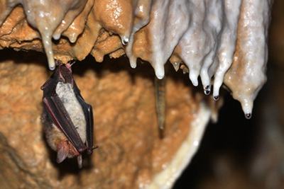 Karsthöhlen dienen vielen Tieren als Lebensraum, Fotograf: Dieter Ruoff