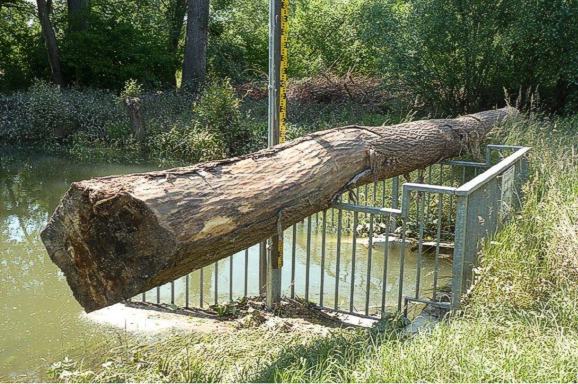 Polder Altenheim: Angeschwemmter Baumstamm auf einem Geländer.