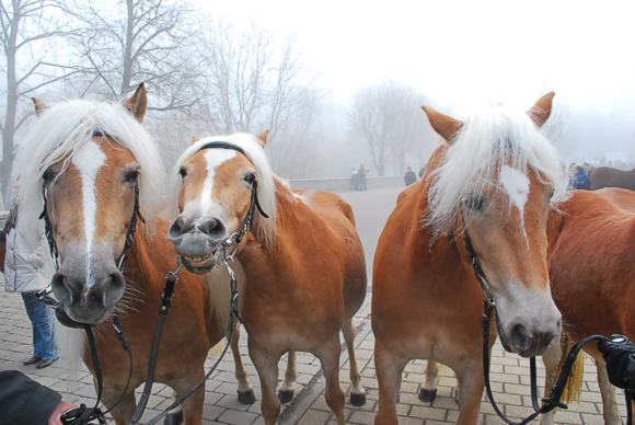 Vierbeinige Besucher des Creglinger Pferdemarktes. Foto: Touristinformation Creglingen 