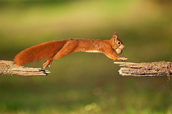 Von Ast zu Ast: Ein Eichhörnchen im Augenblick des Sprungs wirbt als Sympathieträger des diesjährigen VDN-Fotowettbewerbs. Foto: VDN/Matze 