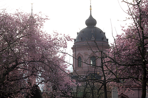 Kirschblüte 2013 mit dem Gebäude der Moschee im Hintergrund 