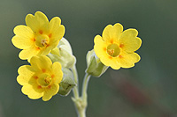 Wiesenschlüsselblume (Primula veris, Foto Günter Müller, VDN) ist Blume des Jahres 2016