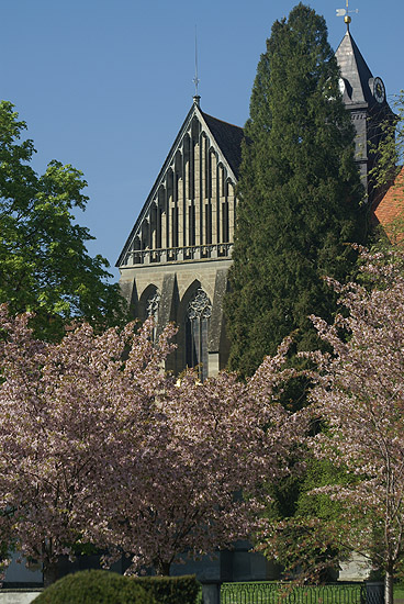 Fassade des Münsters im Shmuck der Baumblüte