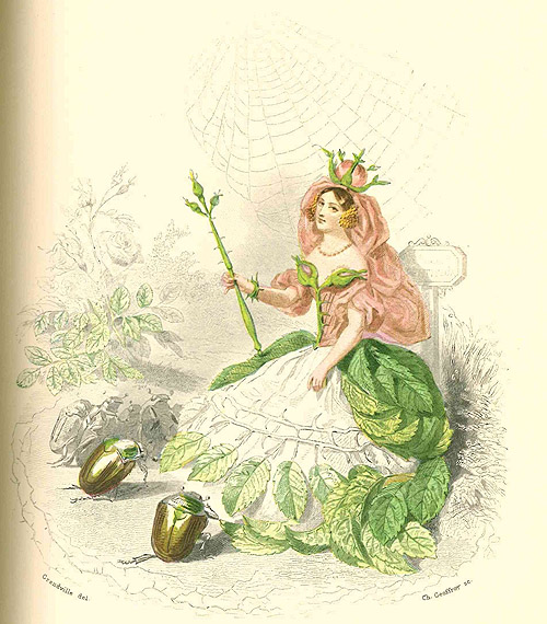 Grandville, Les fleurs anim&eacute;es - Die Rose . Repro: ssg