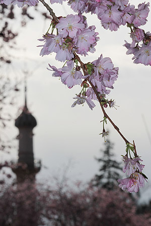 Kirschblüte, im HIntergrund einMinarett der Moschee