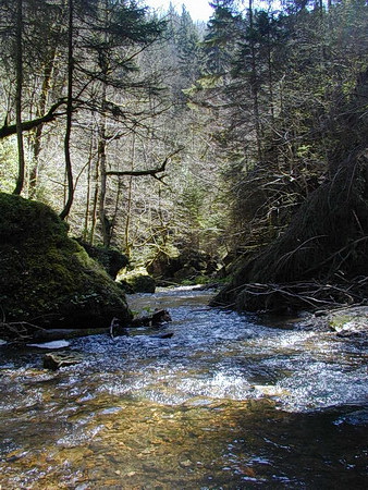 Szene in der Wutachschlucht mit dicht bewaldeten Hängen und dem Fluss in der Bildmitte