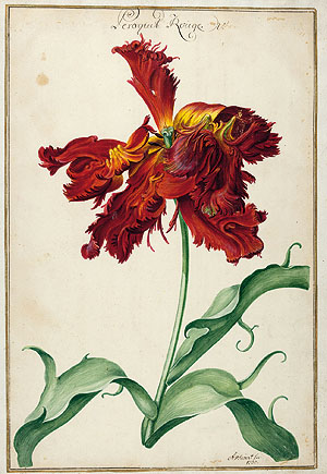 Tulpenbuch des Markgrafen Karl Wilhelm K 3302 Blatt 14