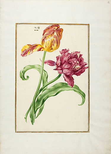 Tulpenbuch des Markgrafen Karl Wilhelm K 3302 Blatt 36