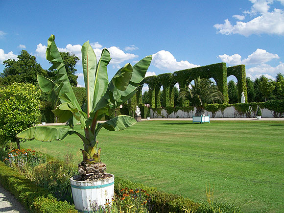 Im Orangeriegarten von Schloss Schwetzingen: Bananenbaum und geschnittene Baum-Arkaden