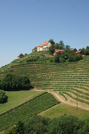 Burg Staufenberg - beliebtes Ziel inmitten von Weinbergen