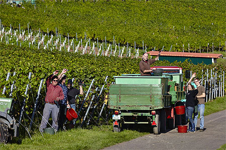 Am „Hohen Herrgott“ in Külsheim: In der Ferienlandschaft „Liebliches Taubertal“ und dem Weinland Taubertal hat die Weinlese begonnen. Foto: TLT/Peter Frischmuth 