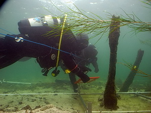 Taucher im Einsatz an der Fundstelle Konstanz-Frauenpfahl. Starke Strömung und die Nähe zur Schifffahrtsrinne stellen besondere Anforderungen an die Forschungstaucher. Foto: UWARC