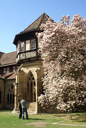 Ikone des Maulbronner Gesamtkomplexes: Die gotische Brunnenhalle mit dem blühenden Magnolienbaum