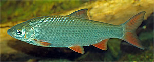 Chondrostoma nasus (Nase)