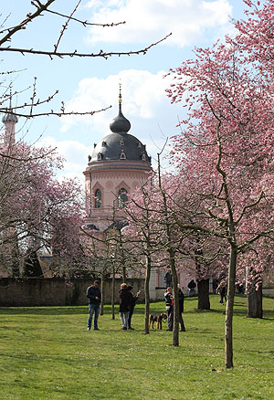 Kirschblüte mit Moschee
