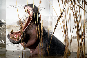 Flusspferd (Hippopotamus amphibius), Lebensgroße Rekonstruktion (Quagga Associates)