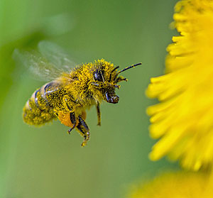 Honigbiene im Anflug. Mit dem Projekt Blühende Naturparke wird ein Beitrag zur ökologischen Aufwertung von Flächen und Schaffung von Futterquellen für Insekten geleistet