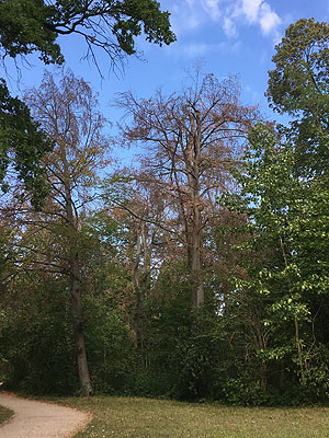 Geschädigte Buchen im englischen Landschaftspark