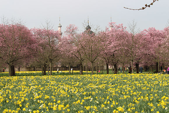 Blütenpracht im Schwetzinger Schlossgarten. Im Hintergrund die Gartenmoschee.