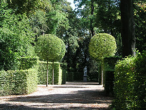 Schlossgarten Schwetzingen: Kugelförmig geschnittene Bäume im südlichen Boskett