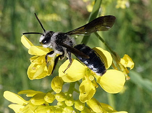 Senf-Blauschillersandbiene (Andrena agilissima)