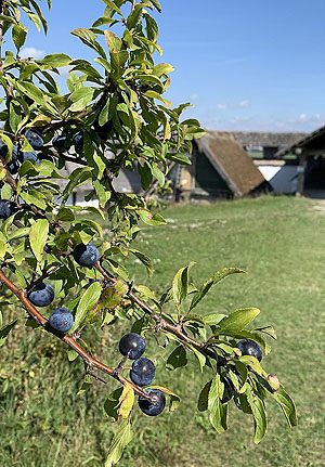 Schlehenanbau im neuen Bereich des Keltengartens auf der Heuneburg. Foto: Joachim Moll/SSG