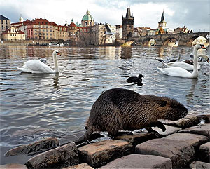 Nutrias fühlen sich auch vielerorts in Städten wohl – wie etwa hier neben der hochfrequentierten Karlsbrücke in Prag, wo sie zusammen mit den Wasservögeln reichlich gefüttert werden. Foto © Anna Schertler