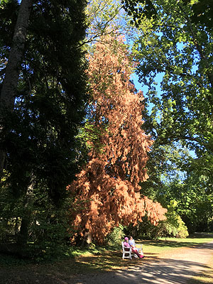 Trockenheitsschaden im Baumbestand