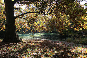 Herbstliche Impressionen im englischen Garten