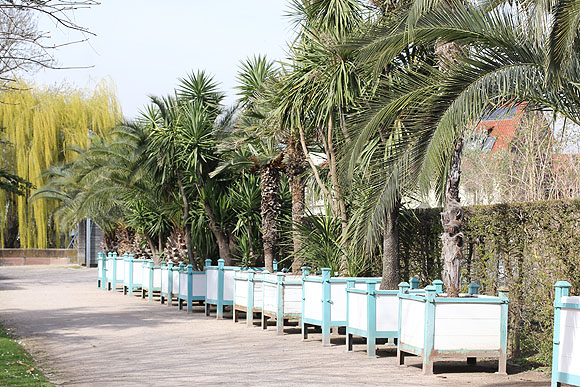 Die Palmen verlassen als erste ihr Winterquartier und werden an geschützter Stelle an die Außentemperaturen gewöhnt