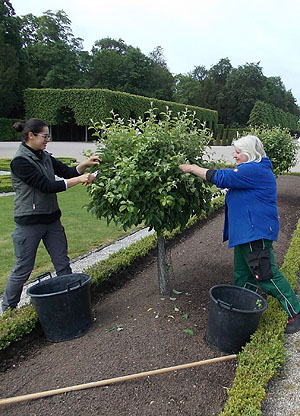 Schlossgarten Schwetzingen: Formschnitt für die Zierapfelbäumchen.