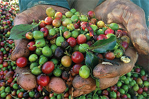 Kaffeekirschenernte. Foto © CC vandelinodias (pixabay.com)