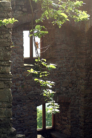 Burgruine Hohenbaden. In die Ruine des Bernhardbaus hängende Ranke. Foto: kulturer.be