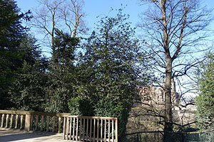Stechpalme im Heidelberger Schlossgarten