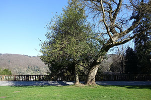 Stechpalmen im Heidelberger Schlossgarten