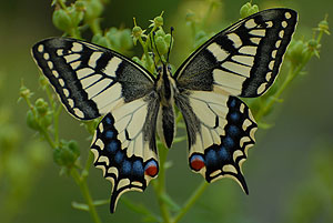 Schmetterlinge wie der Schwalbenschwanz finden immer weniger geeignete Pflanzen zur Eiablage und viele Raupenfutterpflanzen werden zu früh abgemäht. So braucht der Schwalbenschwanz Arten wie Wilde Möhre, Weinraute und andere Doldenblütler.