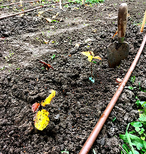 Die Stars des Tages: Buchensetzlinge aus Katalonien