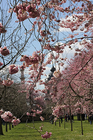 Kirschblüte mit Moschee im Hintergrund